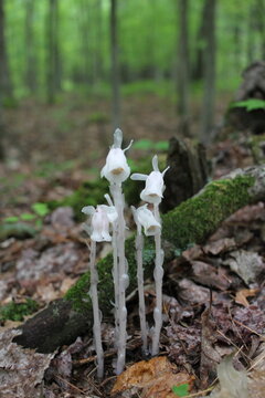 Hyper rare white flower Monotropa uniflora, ghost plant, ghost pipe, or Indian pipe.