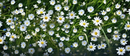 Top view of a meadow showcasing white daisies and Bird s eye Speedwell with Bellis perennis and Veronica chamaedrys Copy space image