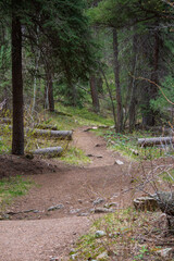portrait view of a trail in the rocky mountain forest