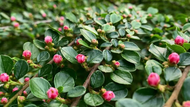 Bearberry cotoneaster Radicans white flower - Latin name - Cotoneaster dammeri Radicans.