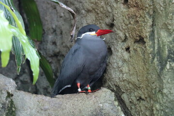 Inca Tern Bird in the Aviary