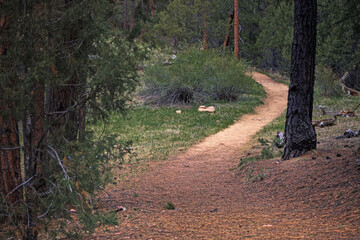 Hiking Trail in the Woods
