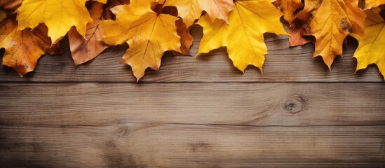 A copy space image of yellow autumn leaves on an old wooden background perfect for artwork and design