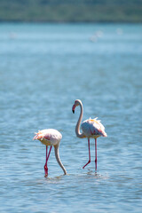 Captivating Flamingo Ballet in Albanian Lagoons
