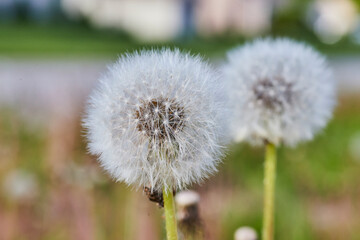 Close-up of Mature Dandelion Seeds in Natural Light, Soft Green Background