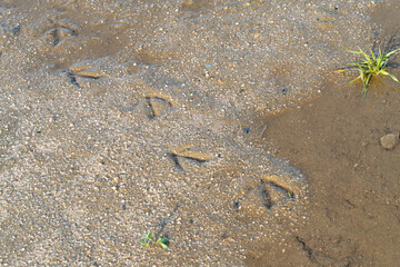 砂地についた鳥の足跡