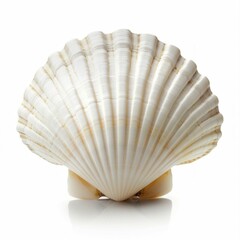 White Seashell Isolated on White Background. Generative ai