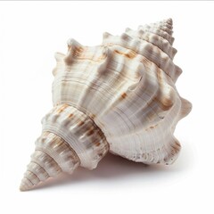 Fototapeta premium White Seashell Isolated on White Background. Generative ai