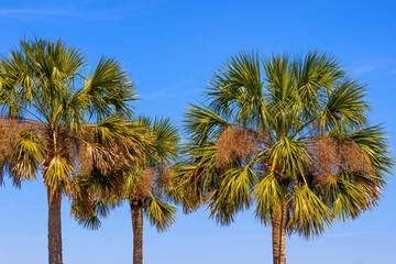 Tops of palm trees against a blue sky in Charleston, South Carolina, USA