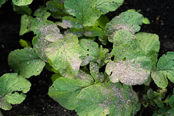 radish sprout sprinkled with ash - crop protection from pests and fertilizer for the crop