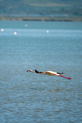 Captivating Flamingo Ballet in Albanian Lagoons
