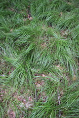Wild grasses growing in the meadow.