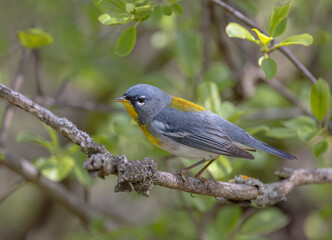 Northern Parula warbler perched on branch in spring in Ottawa, Canada