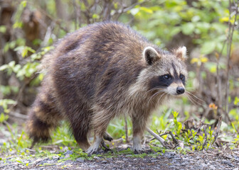 Raccoon walking along a path in the woods in springtime in Canada