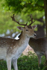 Fallow Deer in the Wild