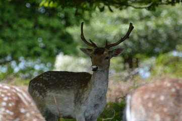 Fallow Deer in the Wild