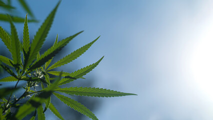 A plants of hemp on a background of blue sky. Selective focus.