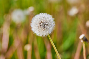 Dandelion Seed Head in Bloom, Macro Close-Up, Eye-Level Perspective