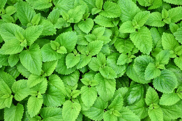 Perennial herbaceous plant in the mint family - Lemon balm, Melissa in the garden bed