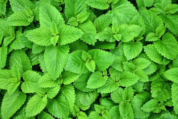 Perennial herbaceous plant in the mint family - Lemon balm, Melissa in the garden bed