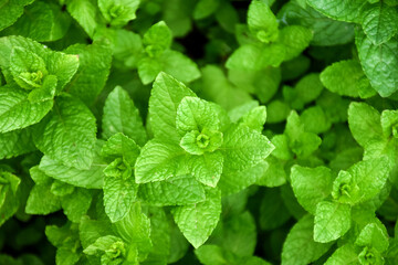 Young and fresh spearmint, Garden mint, Spear mint, Bush mint, Menthol Mint in the garden bed.