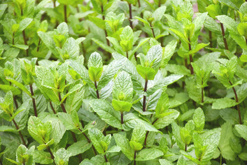 Young and fresh spearmint, Garden mint, Spear mint, Bush mint, Menthol Mint in the garden bed.
