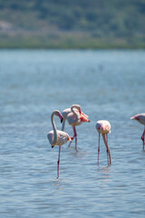 Captivating Flamingo Ballet in Albanian Lagoons