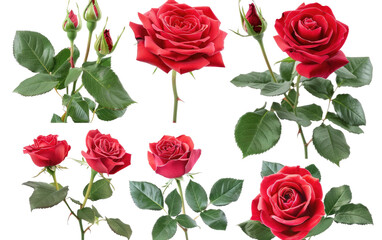 A White Backdrop Accentuates Gorgeous Red Rose Bundles, Captivating Red Rose Bouquets Stand Alone Against White