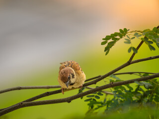 Eurasian tree sparrow was on a branch looking at the person below him