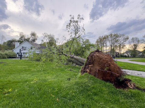 Fallen Tree in Yard of Home Hit by Tornado in Michigan