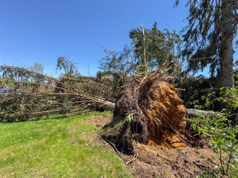 Fallen Tree from Tornado in Michigan