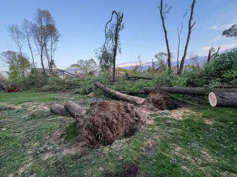 Fallen Trees in backyard from Tornado in Michigan
