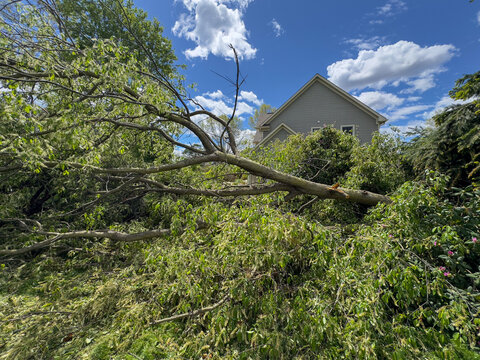 Fallen Tree In Front of Home in Michigan from Tornado