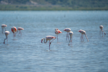 Captivating Flamingo Ballet in Albanian Lagoons
