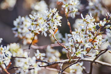 Spring Blossoms Close-Up with Soft-Focus Background