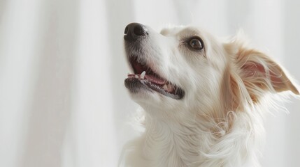 Joyful Expression of an Average-Looking Dog in Minimalist Studio Setting - Candid Pet Portrait on a Pure White Backdrop Gnerative ai