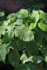 raspberry plant leaves in a garden