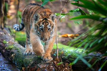 Tiger cub in the wild.  Wild cat in nature habitat