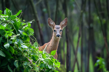 Young deer stands in a grassy field with tall trees in the background