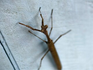 praying mantis on a tree