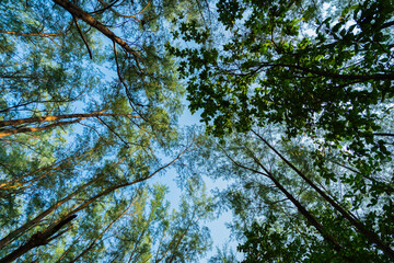 View up to the treetops pine tree tops in forest