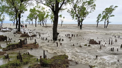 Beautiful sea sights water and tree Sitakunda Chattogram Bangladesh