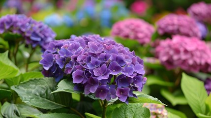 Fototapeta premium Vibrant hydrangea flowers in full bloom, lush purple and pink hues. Nature's beauty showcased in a blossoming garden. Perfect for spring and summer designs. AI