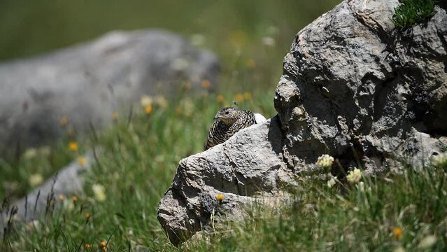 Lagop&egrave;de alpin (Lagopus mutus) femelle au mois de juin blotti sur un rocher. Alpes. France