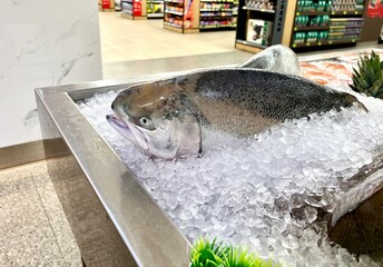 Frozen big whole salmon fish on top of cold ice cubes table isolated on horizontal ratio...