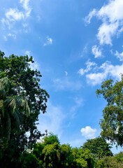 Green tree botanical floral leaves isolated on vertical ratio blue sunny sky with white clouds.