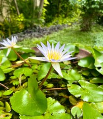 White and slight purple with yellow flower petals flora water lily lotus isolated on green lily...