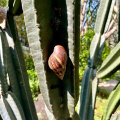 Snail with brown spiral shell. Bekicot or siput animal resting on saguaro tree shaped agave cactus...