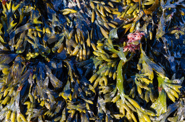 Bladderwrack(Bladder Fucus) seaweed washed up on the beach at groomsport County Down.