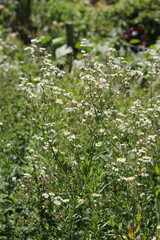 flowers in the forest